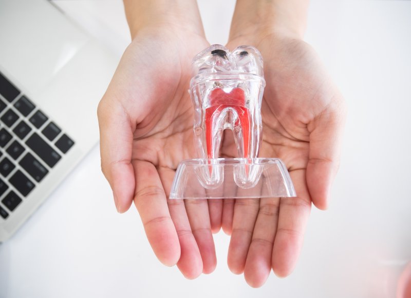 Model of a tooth to illustrate root canal therapy